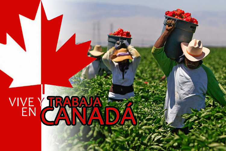 Cómo encontrar trabajos en Canadá como extranjero 1 como encontrar trabajos en canada como