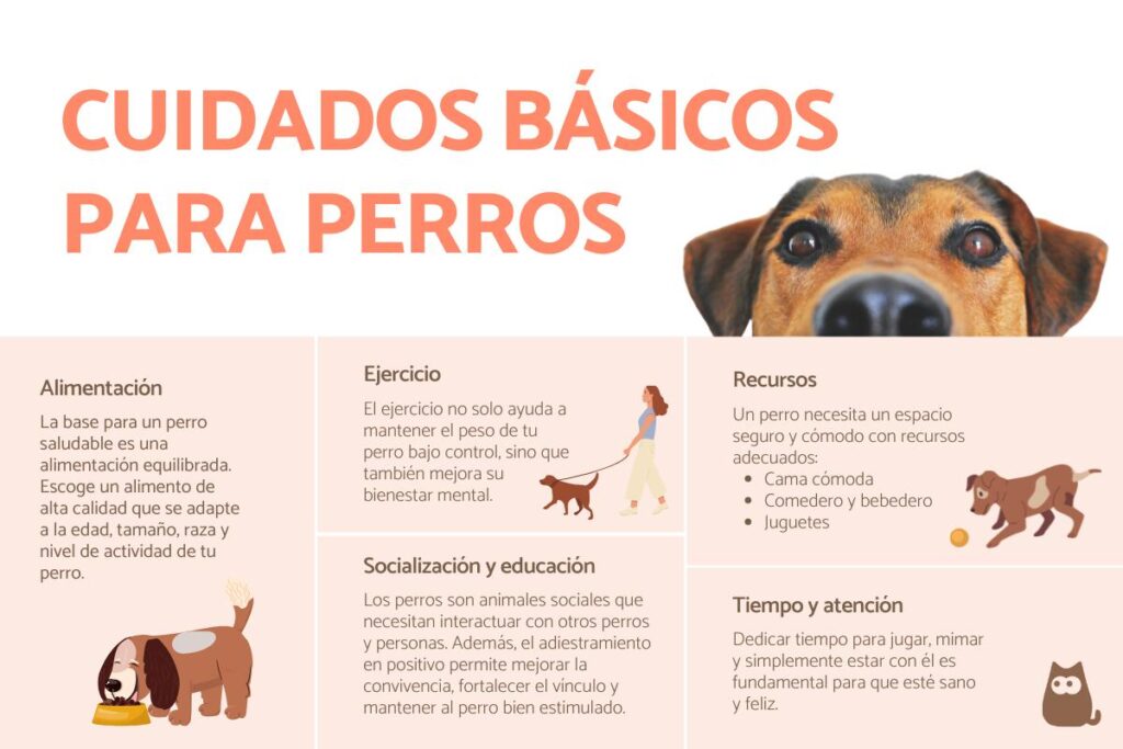 Consejos para cuidado de mascotas 1 consejos para cuidado de mascotas